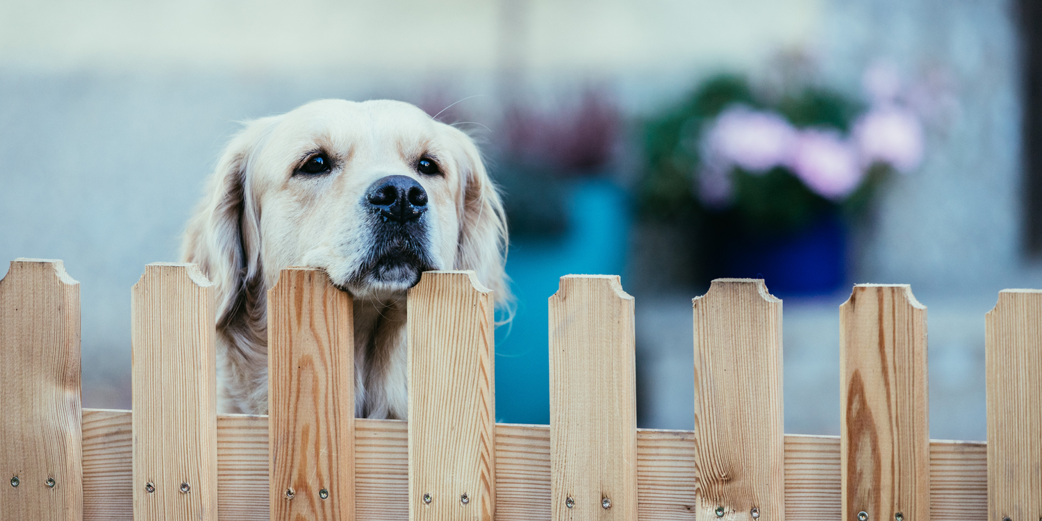 Dog behind garden fence